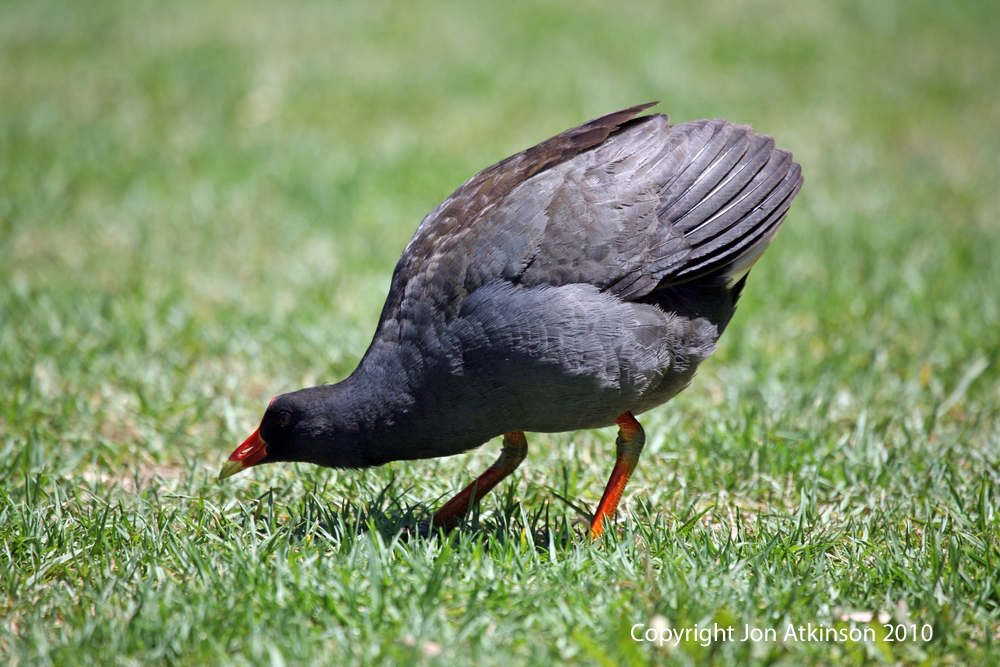 Australian birds; australian water birds